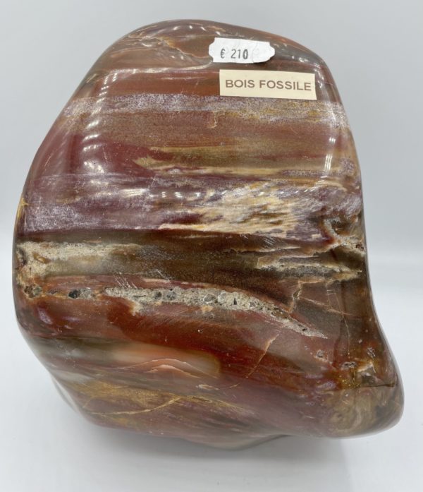 Bois fossile